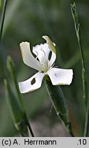 Dianthus leptopetalus