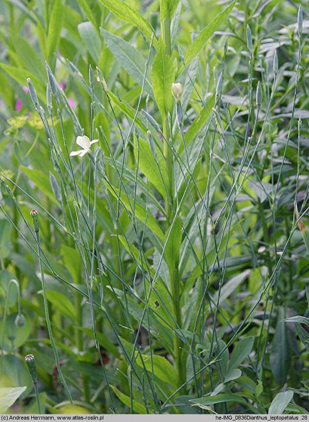 Dianthus leptopetalus