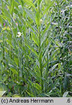 Dianthus leptopetalus