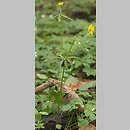 znalezisko 20020427.3.02 - Ranunculus auricomus (jaskier różnolistny); dolina rz. Bystrzycy k. Wrocławia