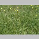 znalezisko 20020511.7b.02 - Ranunculus acris (jaskier ostry); dolina rz. Bystrzyca, Wrocław