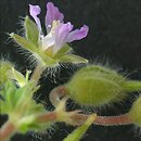 bodziszek drobny (Geranium pusillum)