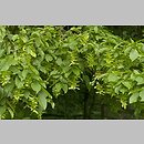 znalezisko 20020609.9.02 - Carpinus betulus (grab pospolity); dolina Bystrzycy