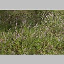 znalezisko 20020902.1.02 - Calluna vulgaris (wrzos zwyczajny); okolice Kołobrzegu