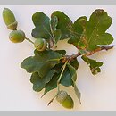 znalezisko 20020902.6.02 - Quercus robur (dąb szypułkowy); Park Zdrojowy, Kołobrzeg