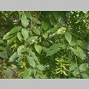znalezisko 20020909.6.02 - Carpinus betulus (grab pospolity); Kołobrzeg, park zdrojowy