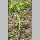 Euphorbia (wilczomlecz)