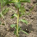 znalezisko 20030618.10.03 - Euphorbia helioscopia (wilczomlecz obrotny); Zdbice, k. Wałcza