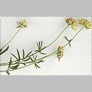 Anthyllis vulneraria (przelot pospolity)