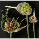 czosnek winnicowy (Allium vineale)