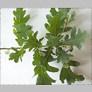 znalezisko 20030627.62.03 - Quercus robur (dąb szypułkowy); Zdbice, k. Wałcza