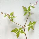 bodziszek cuchnÄ…cy (Geranium robertianum)