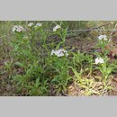znalezisko 20030629.77.03 - Dianthus barbatus ssp. barbatus (goździk brodaty); Zdbice, k. Wałcza
