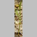 znalezisko 20040703.4.04 - Botrychium matricariifolium (podejźrzon marunowy); okolice Turwi, Park Krajobrazowy im. Dezyderego Chłapowskiego