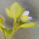 Veronica hederifolia agg. (przetacznik bluszczykowy (agg.))
