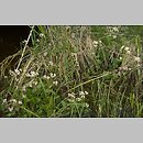 znalezisko 20070429.5.07 - Valeriana simplicifolia (kozłek całolistny); Małopolska