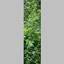 znalezisko 20090627.3.09 - Euphorbia serrulata (wilczomlecz sztywny); Bieszczady