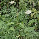 Selinum carvifolia (olszewnik kminkolistny)