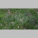 znalezisko 20100911.12.10 - Calluna vulgaris (wrzos pospolity); ok. Milicza