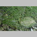 znalezisko 20101005.2.10 - Equisetum variegatum (skrzyp pstry); Bieszczady, Wołosate
