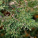 Juniperus Ã—pfitzeriana (jaÅ‚owiec poÅ›redni)