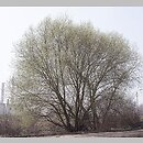 znalezisko 20110403.5a.11 - Salix fragilis (wierzba krucha); Siechnice, dolina Odry-Oławy