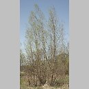 znalezisko 20110410.2a1.11 - Salix fragilis (wierzba krucha); Dolina Bystrzycy, okolice Wrocławia