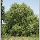 znalezisko 20110616.7.11 - Salix fragilis (wierzba krucha); Dolina Bystrzycy
