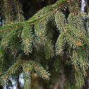 Picea abies (Å›wierk pospolity)