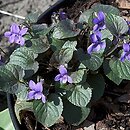 znalezisko 20120427.12.12 - Viola labradorica (fiołek labradorski); ogród