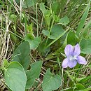 znalezisko 20120514.7.12 - Viola canina (fiołek psi); okolice Wołowa