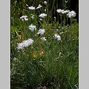 znalezisko 20120523.3b.12 - Dianthus plumarius (goździk postrzępiony); ogród, Wrocław