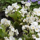 Begonia Ã—hortensis (begonia stale kwitnÄ…ca)