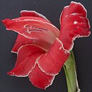 Gladiolus ×hybridus Atom