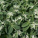Euphorbia marginata (wilczomlecz obrzeÅ¼ony)