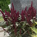 Amaranthus cruentus (szarÅ‚at wyniosÅ‚y)