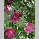znalezisko 20120000.K38_12.12 - Alcea rosea (malwa różowa); ogród