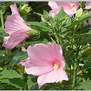 Hibiscus moscheutos (ketmia bagienna)