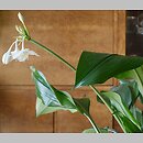 Eucharis amazonica (lilia amazońska)