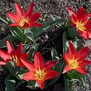 Tulipa Scarlet Baby