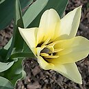 Tulipa Grupa 13) tulipany Fostera
