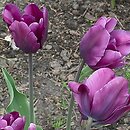 Tulipa Purple Rain