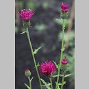 Cirsium japonicum (ostroÅ¼eÅ„ japoÅ„ski)