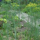 koper ogrodowy (Anethum graveolens)