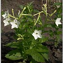 Nicotiana ×sanderae (tytoń Sandera)