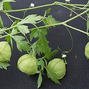 Cardiospermum halicacabum (kardiospermum zielone)