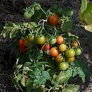 Lycopersicon esculentum (pomidor zwyczajny)