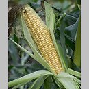 kukurydza zwyczajna cukrowa (Zea mays ssp. saccharata)