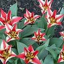 Tulipa Grupa 14) tulipany Griega
