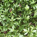 pieprzyca siewna (Lepidium sativum)